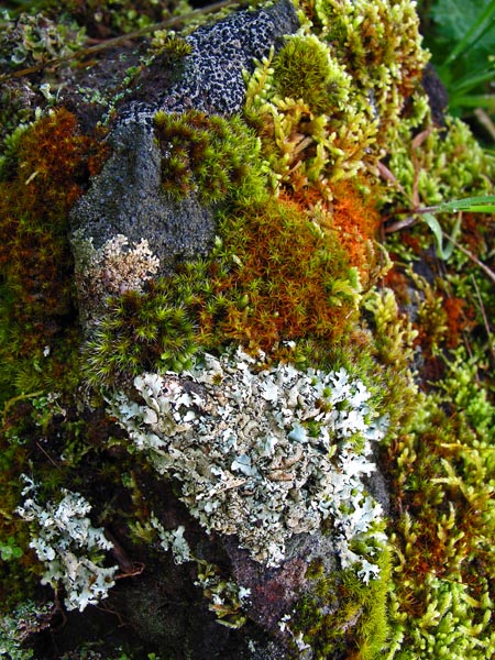 sm 100304.24 Rockville Pk.jpg - Mosses and lichens on volcanic rock paint a colorful picture.